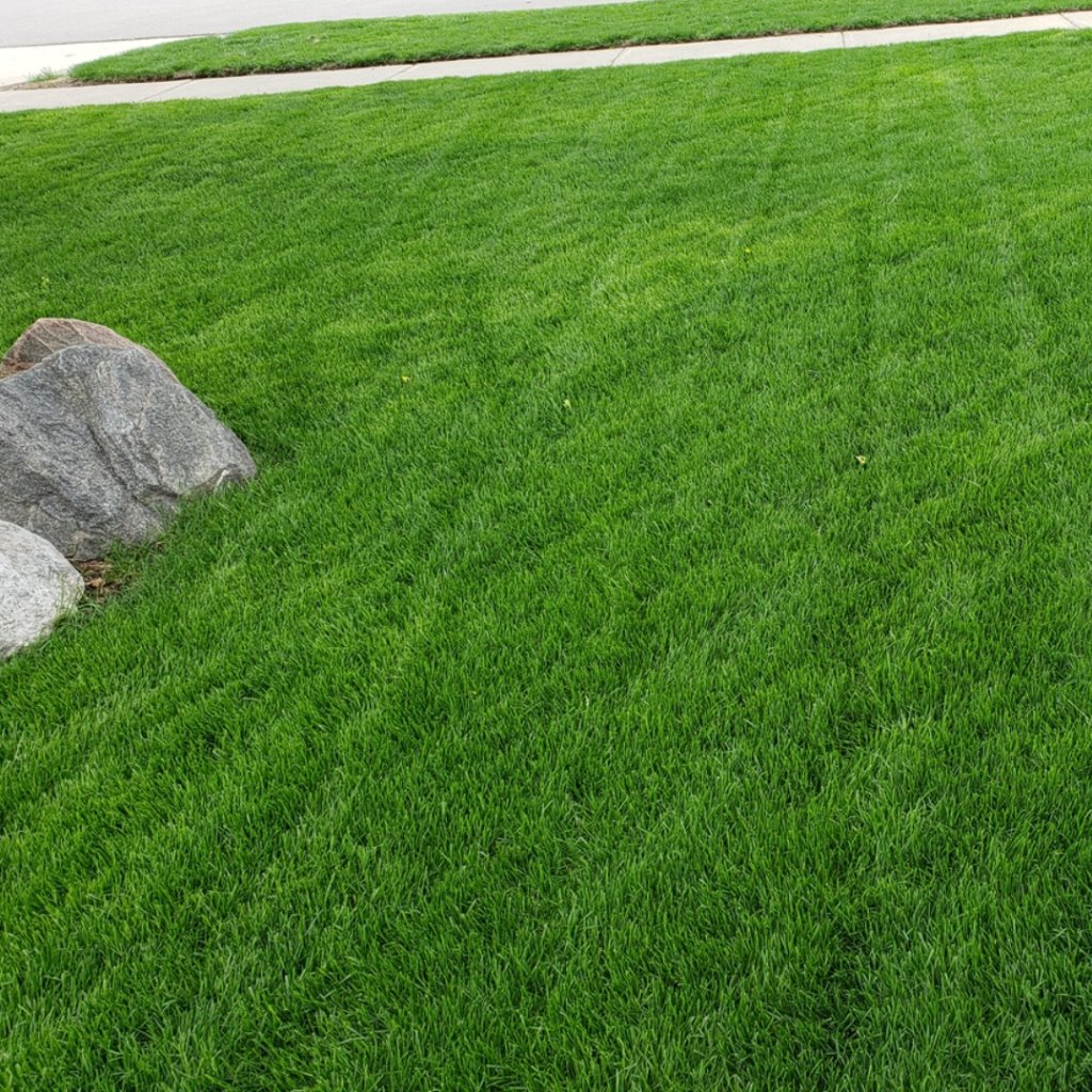 Dr. JimZ Velvet Green Lawn Food® Fertilizer Dr Jimz 