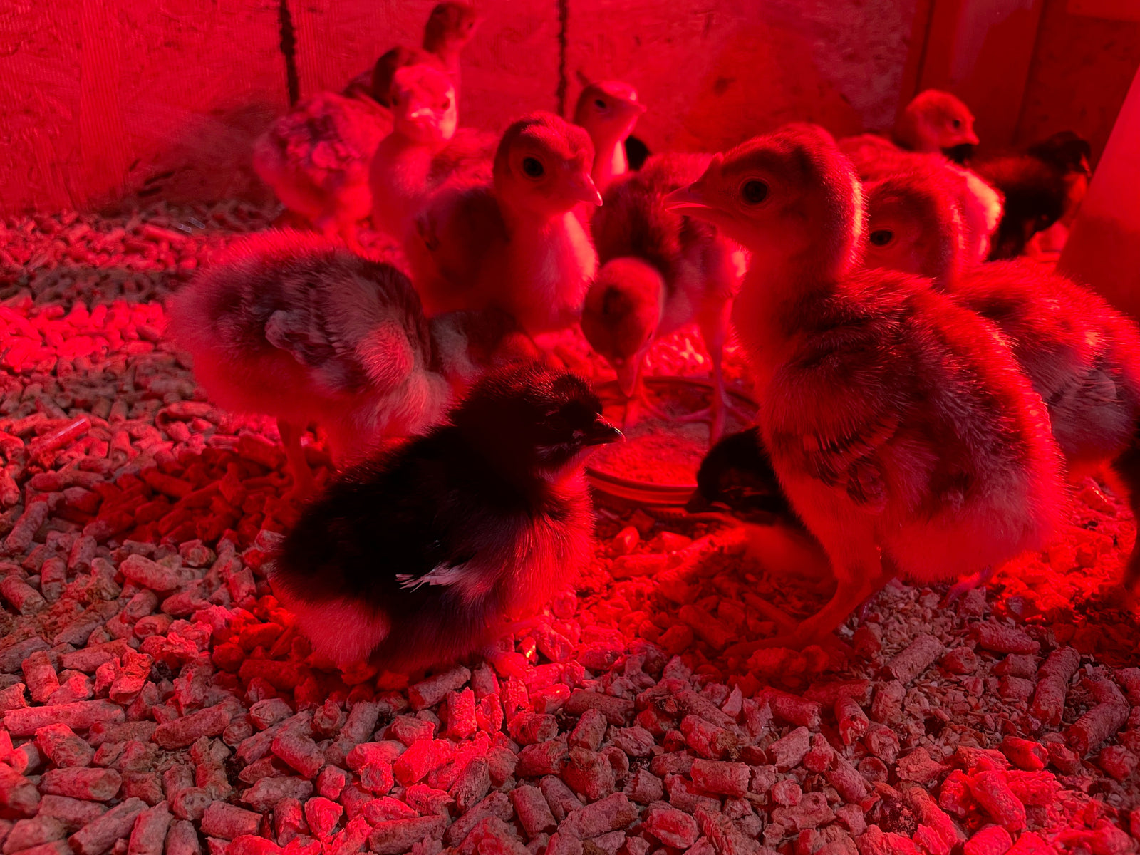 Fermented Chicken Feed - 16% Lay Dr Jimz 