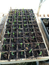 Seedling Grow™ Seedling Fertilizer Fertilizer Dr. JimZ