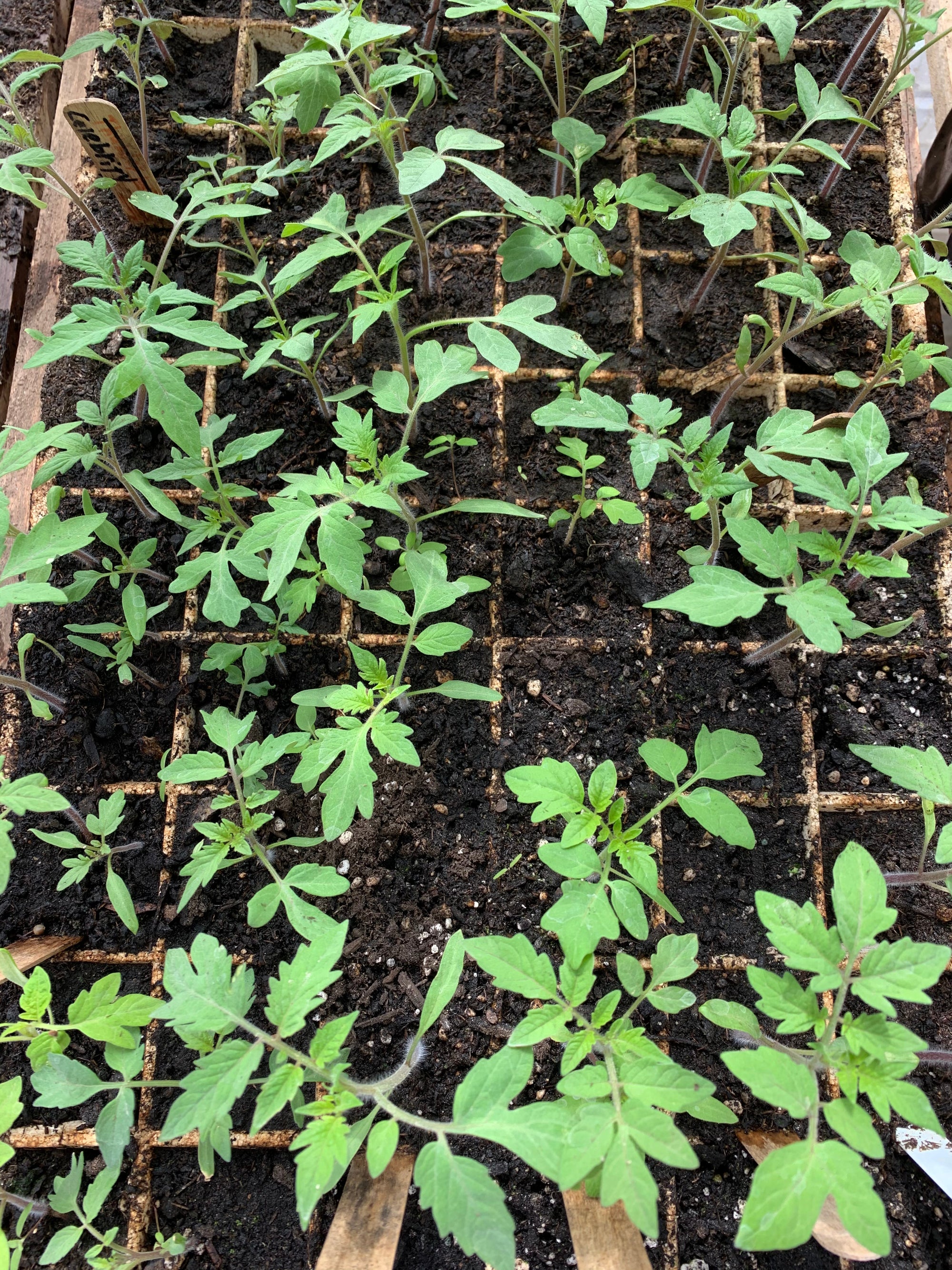 fertilizer for seedlings plants Seedling Grow | Fertilizer for Seedlings