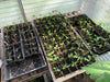 Seedling Grow™ Seedling Fertilizer Fertilizer Dr. JimZ