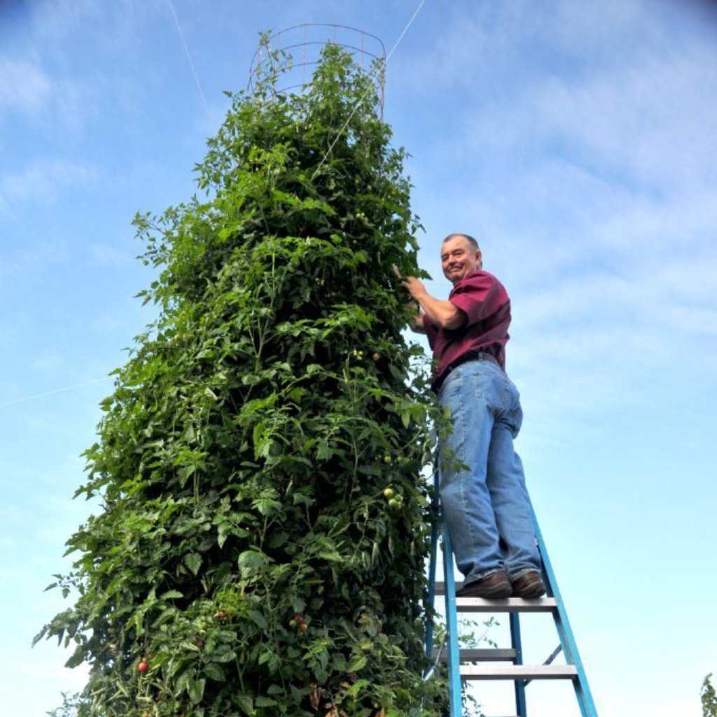 Tomato Secret® - Dr Jimz